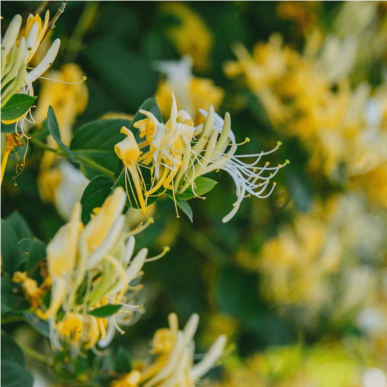 Japanese Honeysuckle Fragrance 100ml